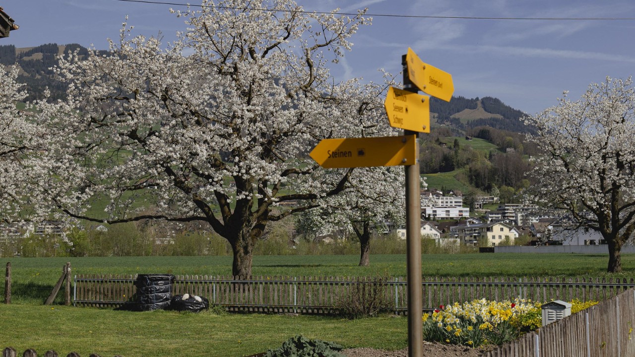 Ein grosser Kirschbaum auf einer Wiese mit Wanderwegweisern im Vordergrund.