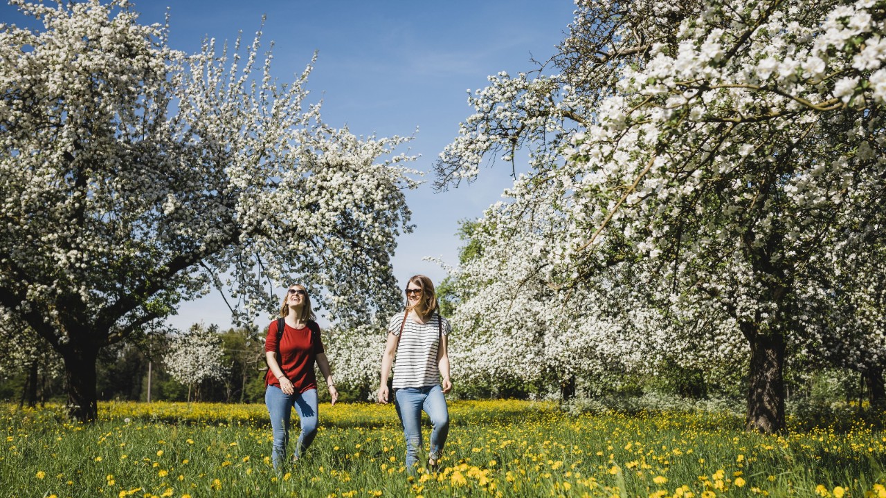 Zwei Frauen wandern über eine Blumenwiese mit Bäumen in voller Blüte. 