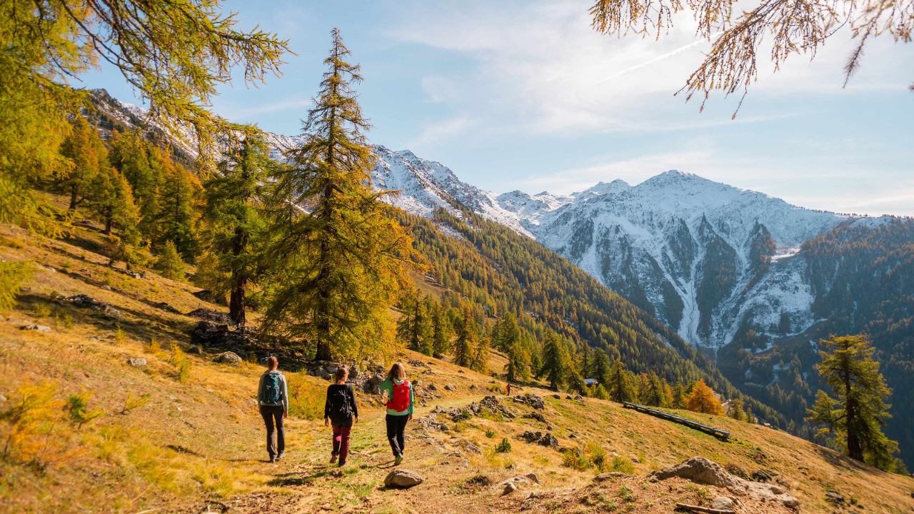 Die hundertjährigen Bäume der Alp Balavaux